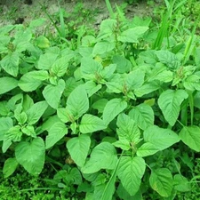 Green Spinach, Amaranth Seeds, Rau Dền Xanh  (2000+ pcs) |  85% GERMINATION |