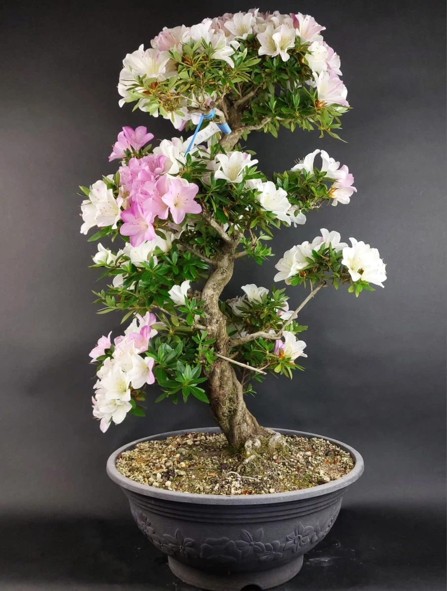 Bonsai-Pflanzen, Bume & Strucher online kaufen | eBay.de
