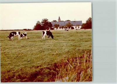 40066796 - 2252 St. Peter-Ording cows in the pasture St. Peter-Ording