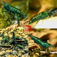 10+2 Green Jade Shrimp - Freshwater Neocaridina Aquarium 100% Live Guarantee