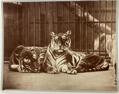 FOTO TIERE: TIGER Proof Albumin Kuriosität TIGERS Culver Pictures