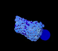 WYSIWYG Pink Alveopora Frag Live Coral – LPS for Saltwater Reef Aquarium