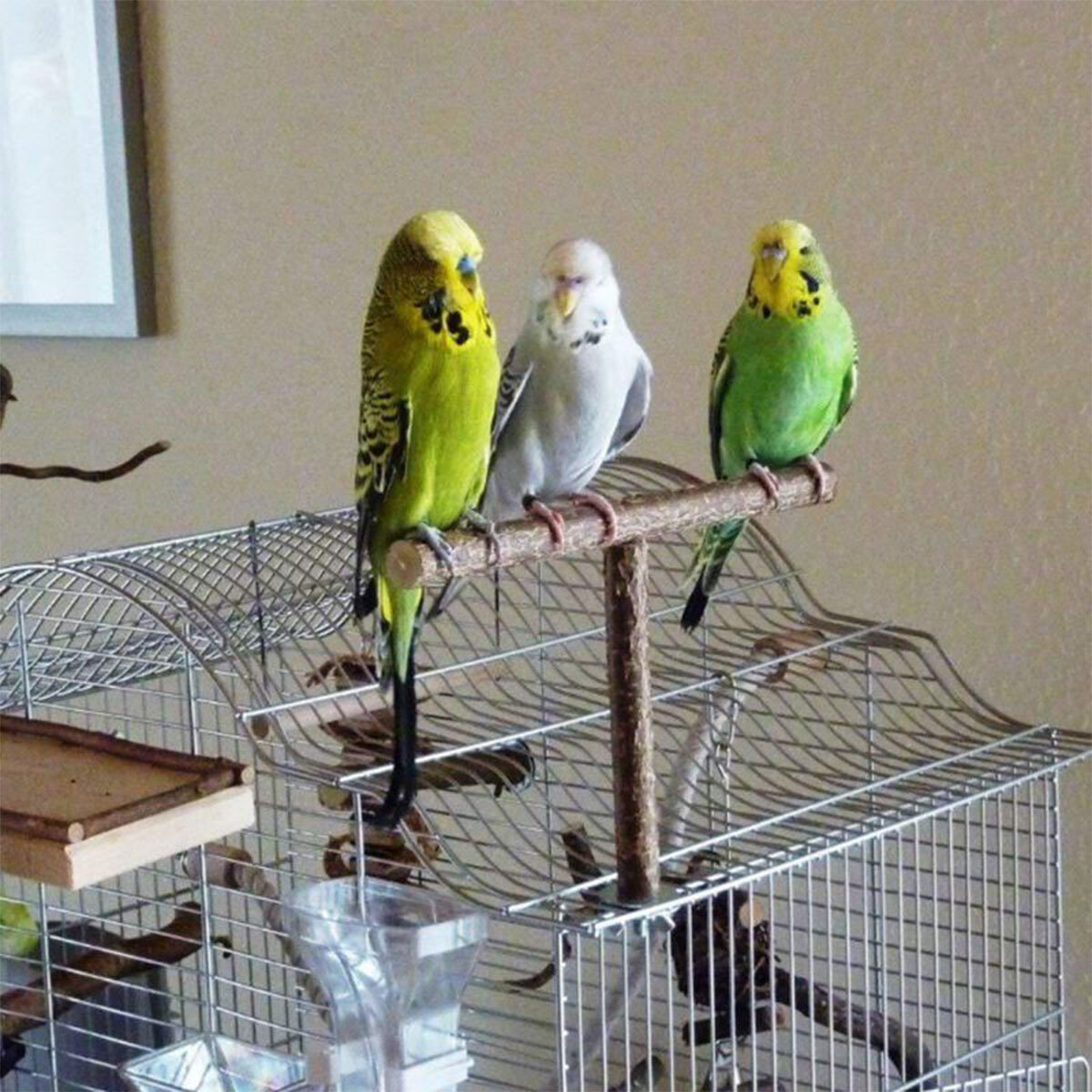 5pcs Parrot Bird Perches Natural Wood Bird Standing Stick Perch Stand Platform☤ eBay