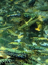 BOA METALLIC Caridina Shrimp 7+1