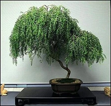 Bonsai Dwarf Weeping Willow Tree - Thick Trunk Cutting - Indoor/Outdoor Live Bon