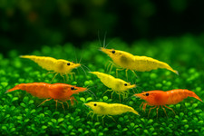 20 Mixed Color Neocaridina Shrimp Live Freshwater Aquarium Clean Up Crew
