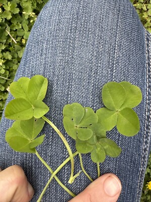 Genuine Real Laminated Four Leaf Clover 🍀 | eBay