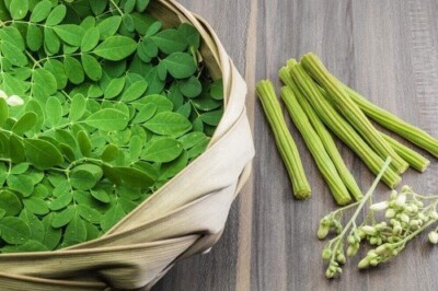 Dried Moringa Oleifera Leaves Pure Natural 100%  Premium Ceylon A Grade