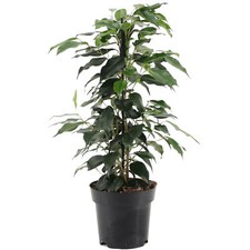 Ficus benjamina Danielle Weeping Fig Plant for Home or Office (30-40cm with Pot)