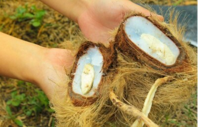 #ad #ad Palmyra palm Borassus flabellifer Seed live for plant Thai 1 fresh seed $20.90