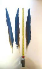 Naturally Molted Blue and Gold Macaw Tail Feathers (3) 17.5 Inch