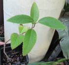 Sinningia tubiflora hybrid - fragrant leaves and blooms, very large plants! — photo 4