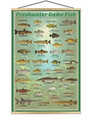 Fresh Water Game Fish Poster - 24 x 36 with Natural Wood Magnetic Poster Hanger
