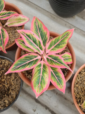 その他観葉植物 Aglaonema Lotus Delight Aglaonema Lotus Delight – TerraFlora Global