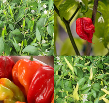 chilli peppers plants in 10cm  pots, great selection multi