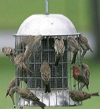 LARGE SQUIRREL PROOF STAINLESS STEEL WILD BIRD FEEDER