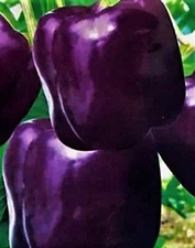 Purple Beauty Pepper Seeds 50+ SEEDS  NON-GMO --BUY 4 ITEMS FREE SHIPPING