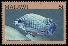 MALAWI 429 - Blue Mbuna "Labeotropheus fuelleborni" (pb22418)
