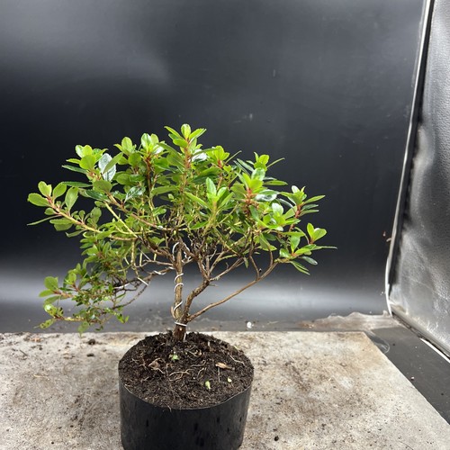 Shohin   Japanese Azalea Bonsai Tree - Picture 6 of 12