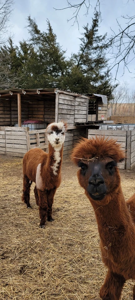 Fibra de alpaca marrón medio crudo 1 libra natural y sin lavar (2do corte) Foto 3 de 4