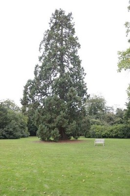Foto 6x4 Baum im Rasen Cholsey Es'ist hier so lange ich kann r c2017