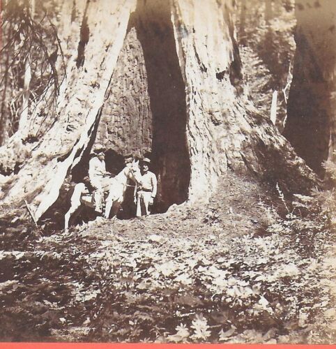 Carleton Watkins Stereoview “In the Mariposa Grove” California años 1870 - Imagen 2 de 2