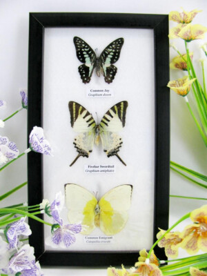 3 Real Butterflies, Padded, Beautiful Display Case - Unique Piece - Mural 3 71