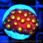 Corals of Eden ~ WYSIWYG Live Coral Frag ~ Bling Bling Cyphastrea ~ LPS — photo 9