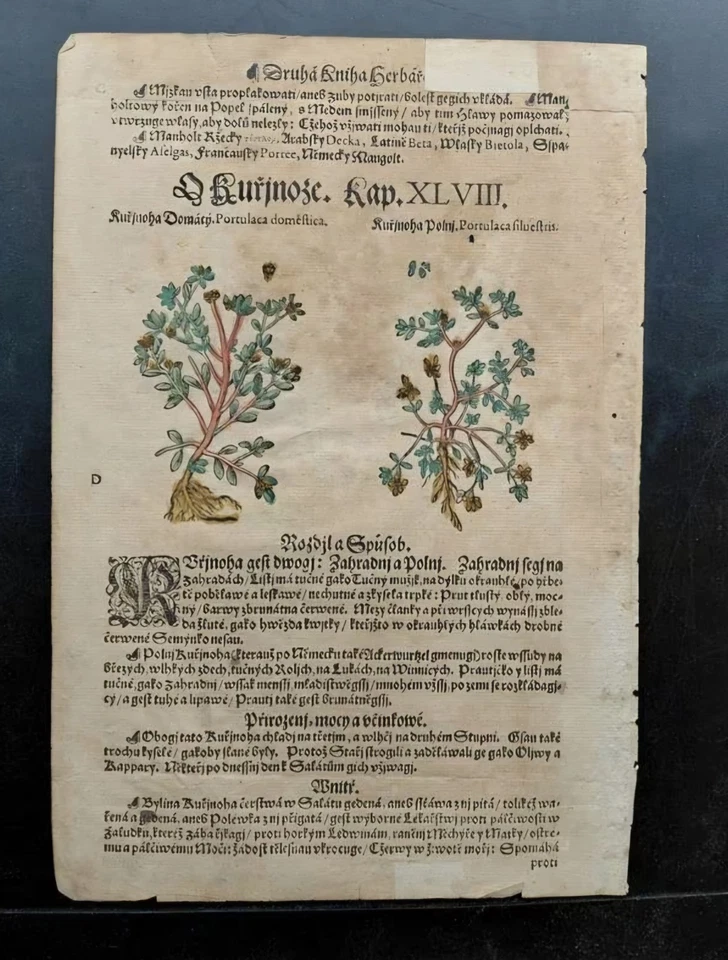 HERBARIUM 1596 -  Czech translation of Mattiol's Herbal 1562 - Image 4 of 4