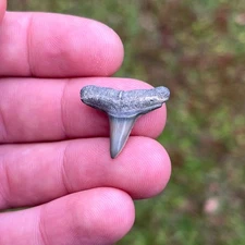 0.86" Natural Fossil Lemon Shark Tooth Bone Valley Florida