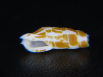 TURRIS ''CADUCIFER'' DECAPITATA: THE TURRID BREAKS IN HALF AT MATURITY @ 12.95MM!