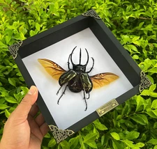 Birthday Gift Framed Giant Atlas Beetle Taxidermy Insects Bugs Collections Decor