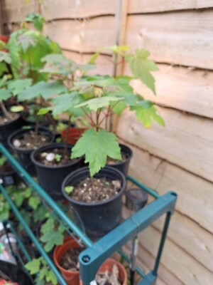 nandina domestica bonsai Bonsai Growing Kit