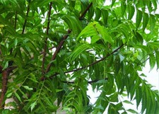 Neem Leaves organic Azadirachta indica miraculous herb neemtree srilanka 50g