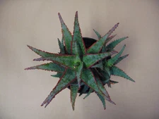 Aloe "Dracula's Blood" Hybrid - Rare Succulent