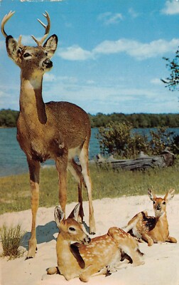 Vtg Postcard 1960s Calais ME Maine Deer Doe Stag Fawn Roe Lake View K8