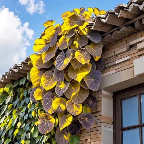 100Pcs Colorful Leaf Morning Glory Seeds Color Perennial Garden Open Air Bonsai - Picture 10 of 15