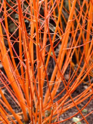 Roter Hartriegel 'Midwinter Fire' | Cornus sanguinea 'Midwinter Fire'
