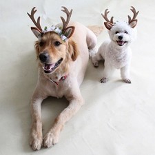 Pet Dog Cat Christmas Reindeer Antlers Hat Headband Pet Xmas Cosplay Costume L 