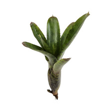 3 Pack Neoregelia Zonata Bromeliad Live Plants Tropical Indoor Houseplants