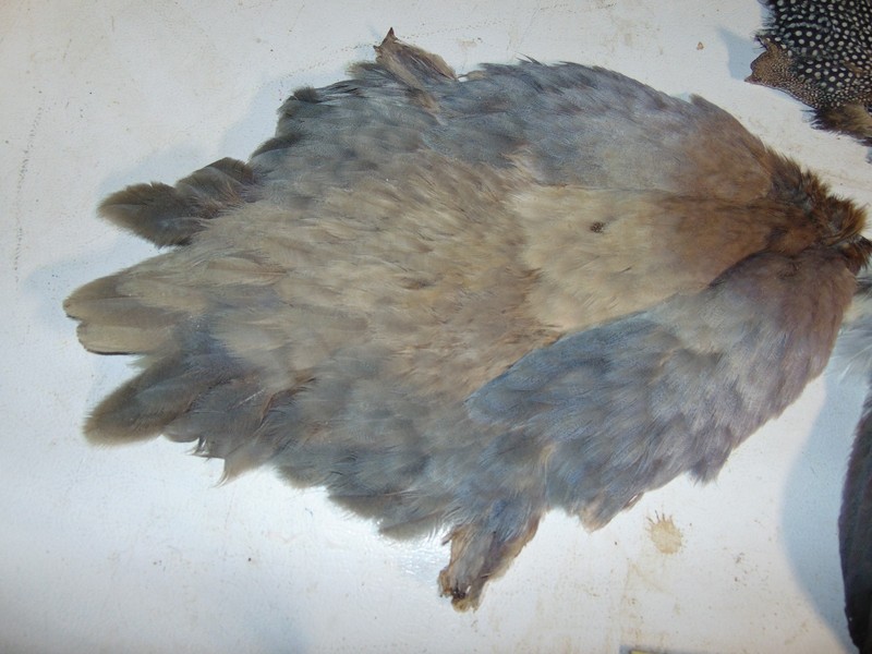 Slate guinea skin, hunting, fly tying, craft feather, taxidermy pelt