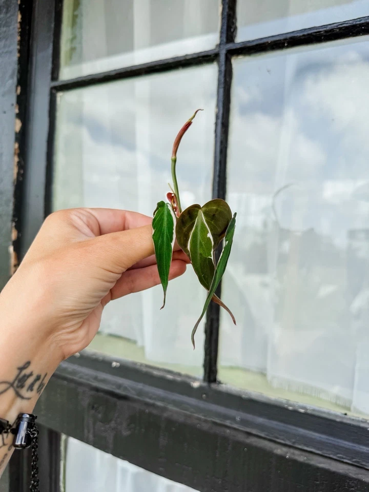 Philodendron Micans Variegated “Velvet Halo” Cuttings - Image 3 of 3