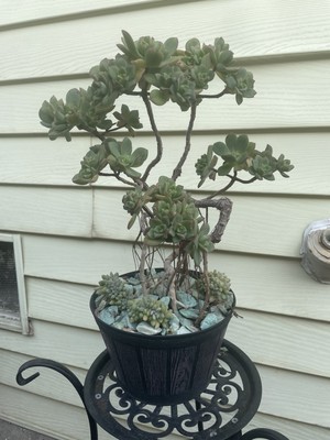 Bonsai Tree Aeonium Haworthia Tree Ship With Bare Rooted