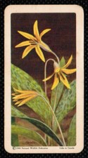 1961 Red Rose Tea Card Wild Flowers of North America #6