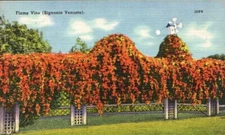 Linen Postcard Flame Vine Bignonia Venusto Windmill UNP