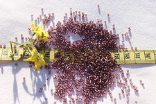 11/0 Toho Seed Beads 196-Silver Lined Frosted Med Amethyst/28 grams 26BF