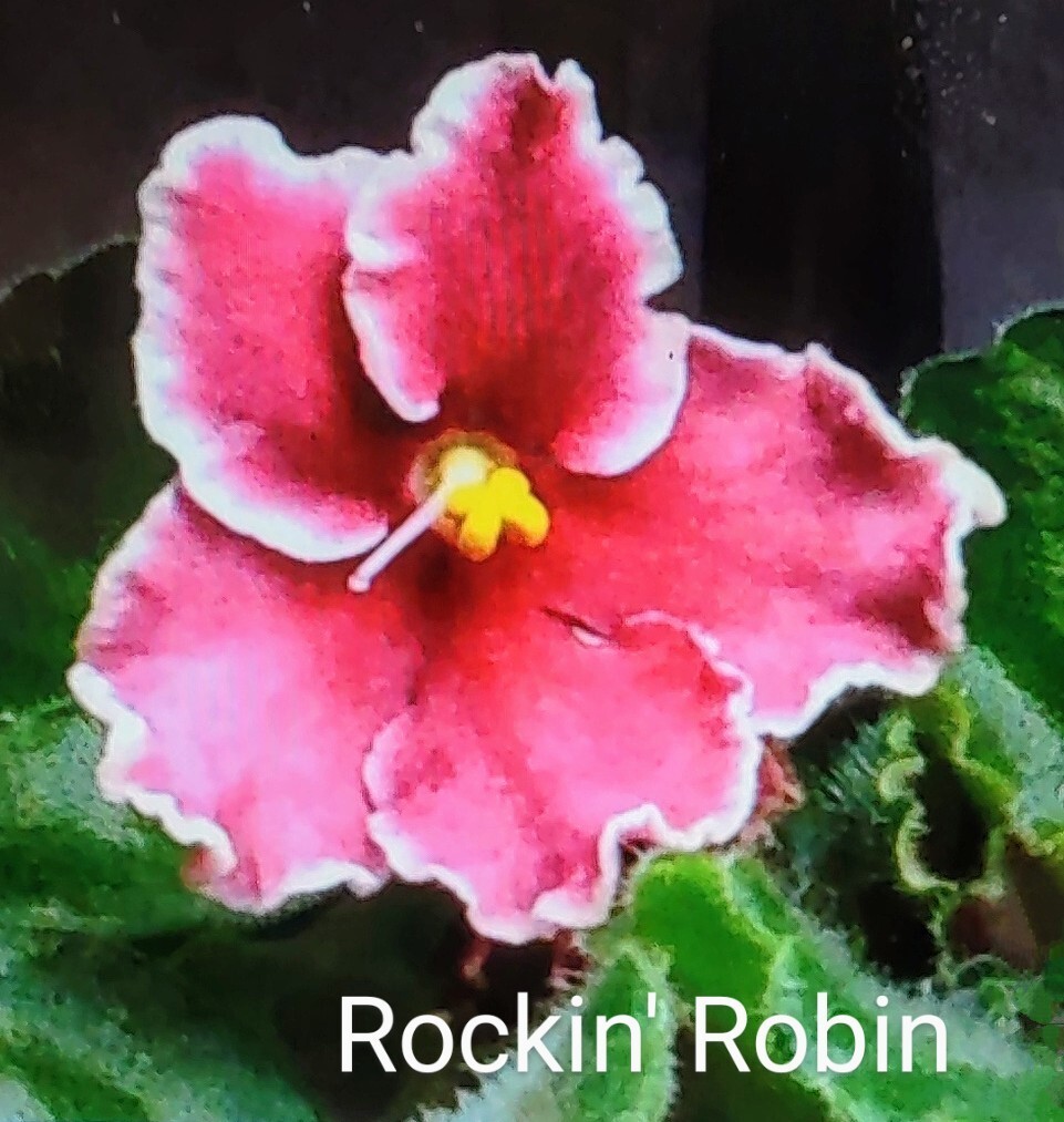 African Violet LEAF POT - ROCKIN' ROBIN - standard