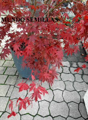 dünger für bonsai ficus Purgrün Ficus-Ginseng-Dünger 1 Liter main image 1