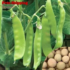 Sugar Snow Pea SEEDS | Melting Sugar Snow Pea SEEDS | NON-GMO