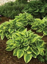 1 -WIDE BRIM HOSTA Bare Root Perennial Plant * Thrives in Shady Areas